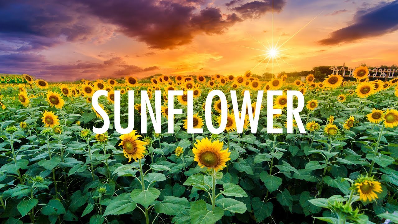 download free swae lee post malone sunflower